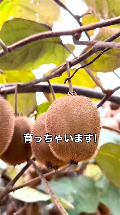 種からキウイの増やし方