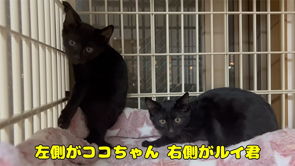 左側がココちゃん