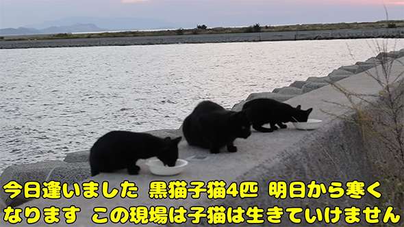 今日あいました