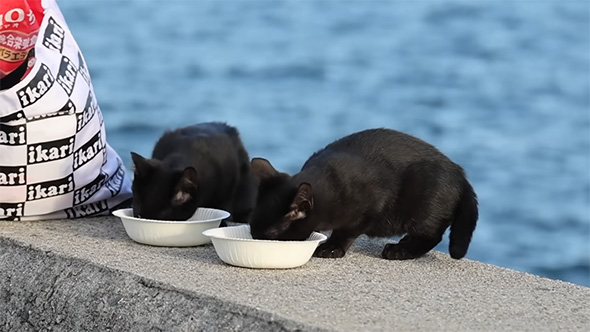 ごはんを食べる2匹の子猫