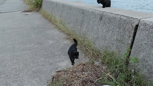 2匹の黒猫