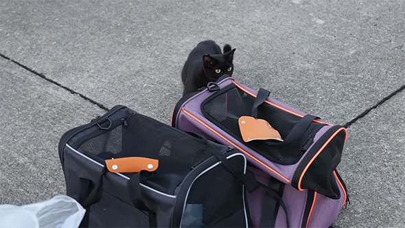 キャリーバッグを覗く黒猫