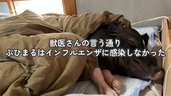 獣医さんの言う通り