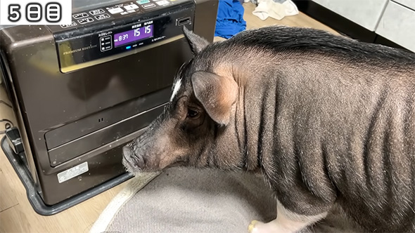 ストーブの前のマイクロブタ