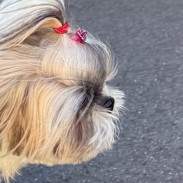 シーズーのワンコ