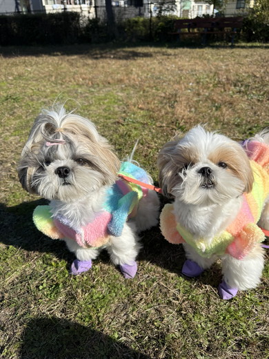 シーズーのワンコ2匹