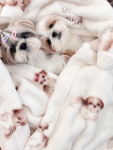 シーズーのワンコ2匹