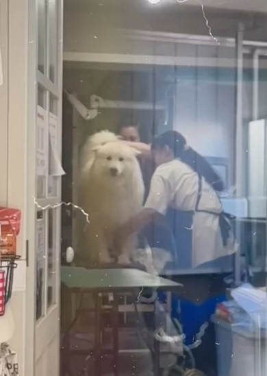 ドライヤーかけられているサモエドのワンコ