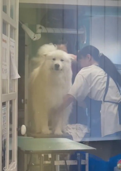 ドライヤーかけられているサモエドのワンコ