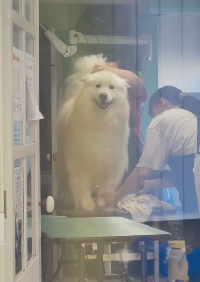 ドライヤーかけられているサモエドのワンコ