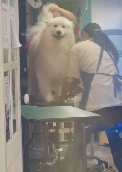 ドライヤーかけられているサモエドのワンコ