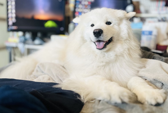 なでられたあとのサモエドのワンコ