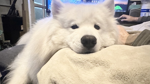 まったりしているサモエドのワンコ