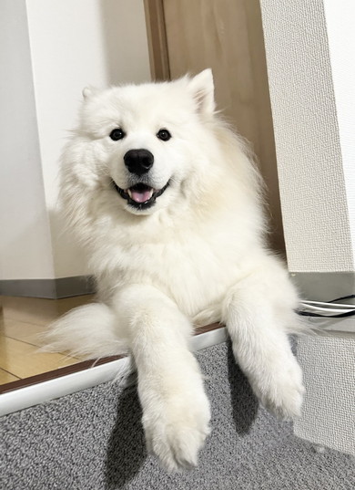 サモエドのワンコ