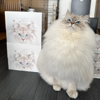 鼻セレブのモデルになったいれぶんくん