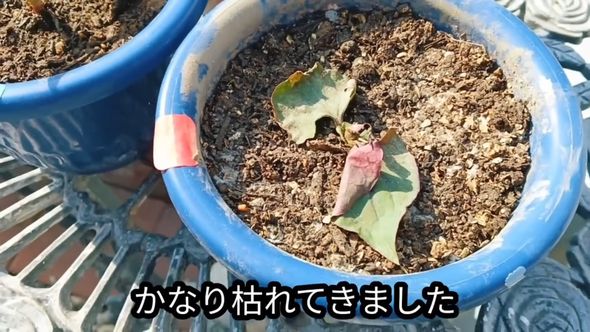 苦土石灰を交ぜたことで枯れてきたドクダミ