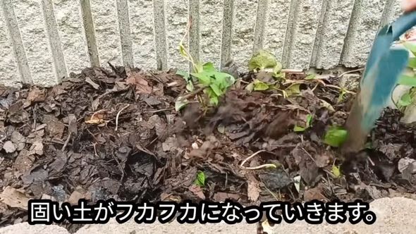 腐葉土を混ぜ込むドクダミ対策