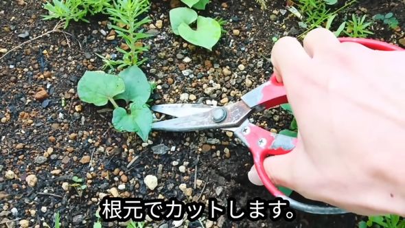 ハサミでカットするドクダミ対策