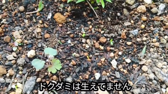 ハサミでカットした部位からは新しく葉が生えてこない