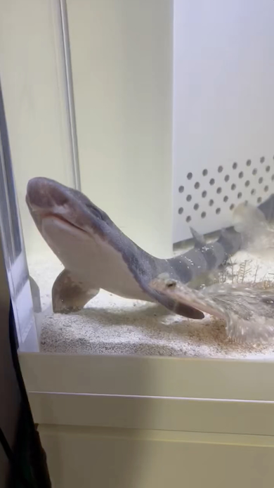 サメに寄り添うカレイ