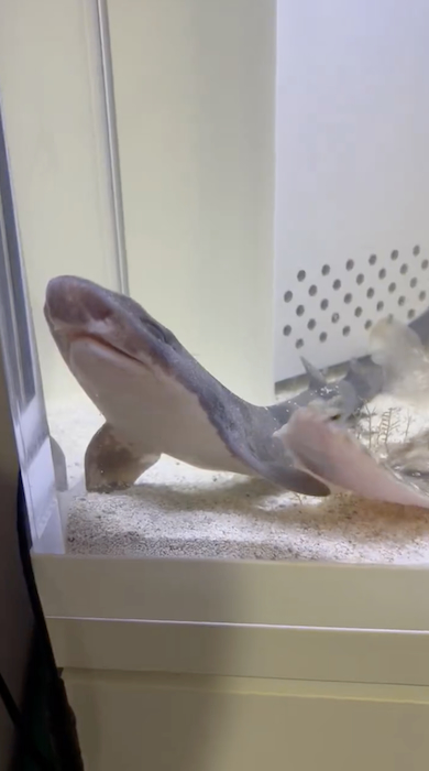 サメに寄り添うカレイ