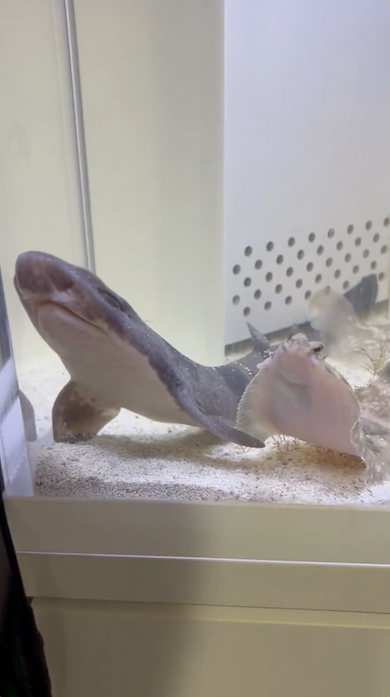 サメに寄り添うカレイ