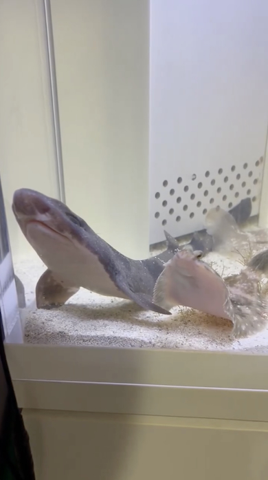 サメに寄り添うカレイ