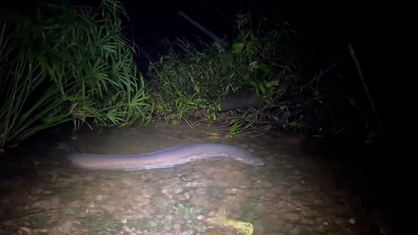 オオウナギやや右を向く