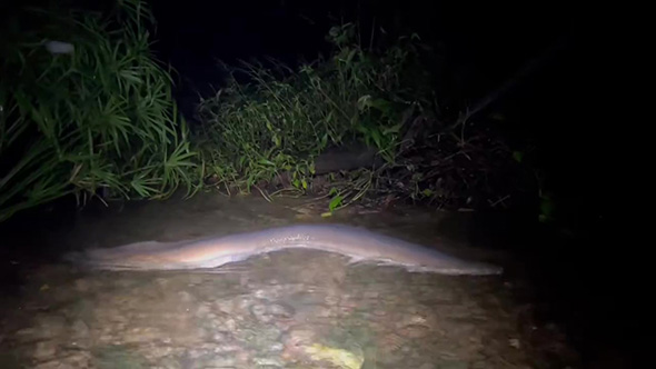 オオウナギ右前方に前進する