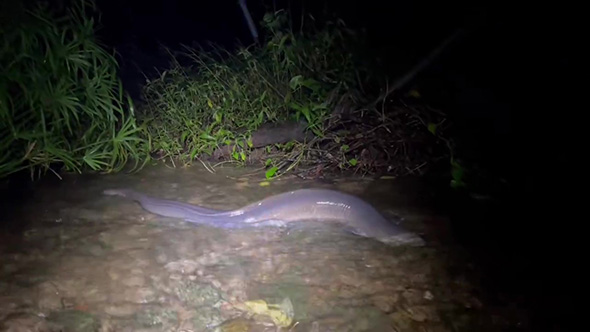 オオウナギ右側が山なり