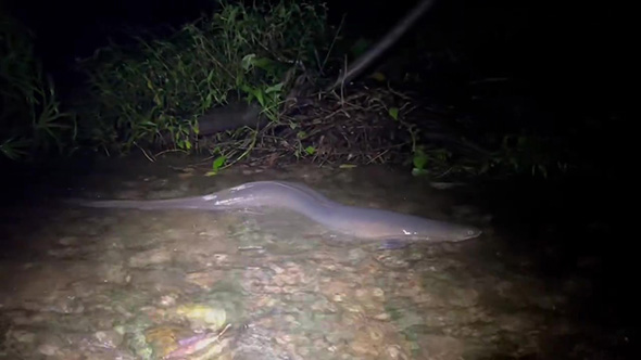 オオウナギ目が見える