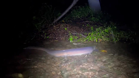 オオウナギ左向きで顔が見えない