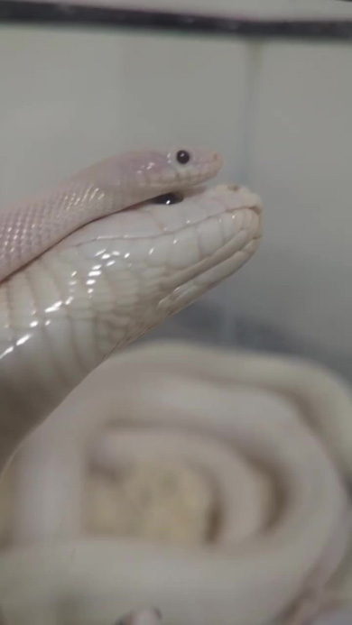 密着する親子のヘビ