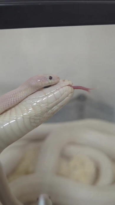 母ヘビの頭に登る子ヘビ