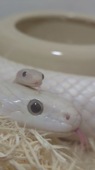 2匹でペロペロするヘビの親子