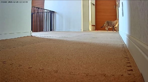 はなちゃんとぽんすけ