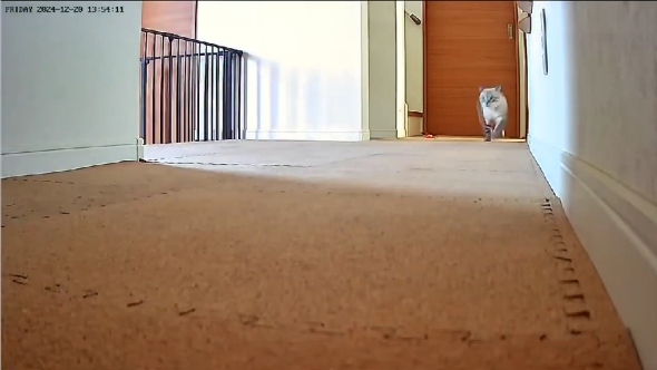 はなちゃんとぽんすけ