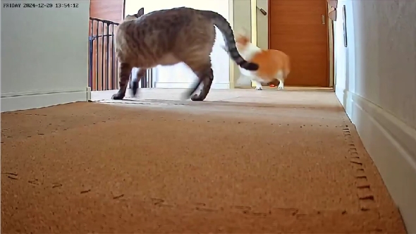 はなちゃんとぽんすけ