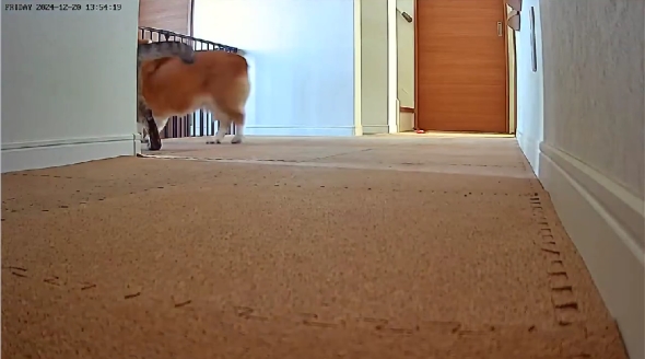 はなちゃんとぽんすけ