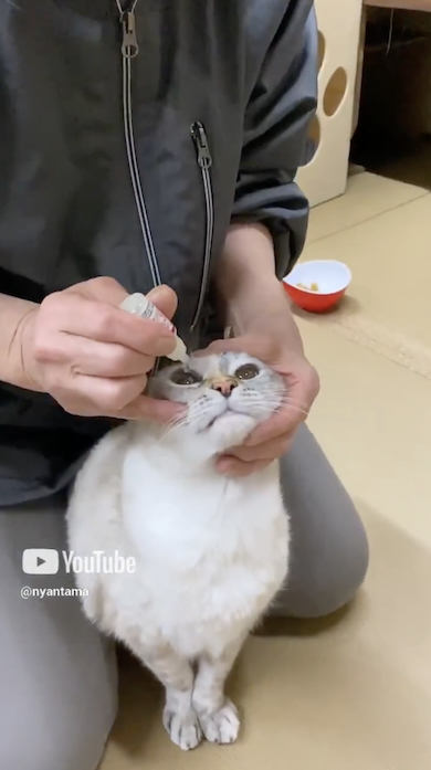 目薬をさされる猫