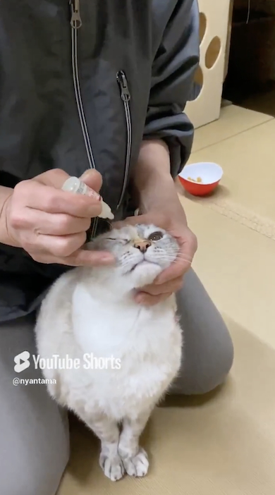 目薬をさされる猫