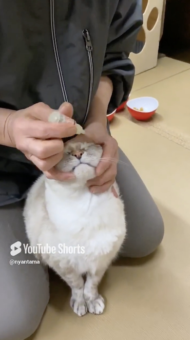目薬をさされる猫