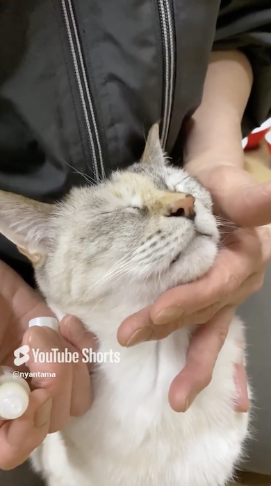 目薬をさされる猫