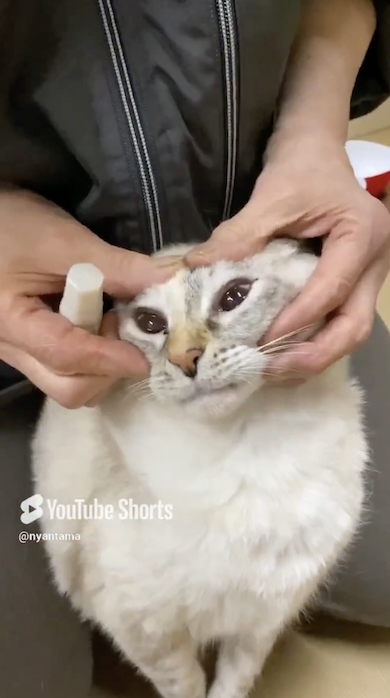 目薬をさされる猫