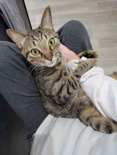 腕に巻きつくニャンコ