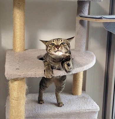 不思議なポーズをとるニャンコ