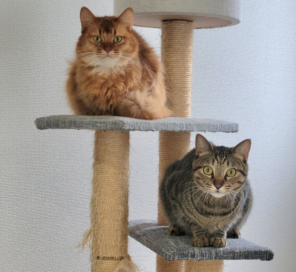 2ショットのニャンコたち