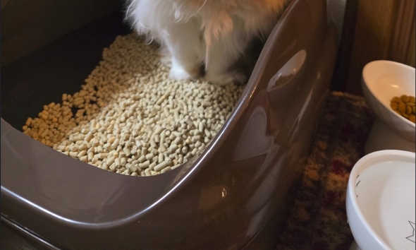 うんちを頑張っている猫の表情