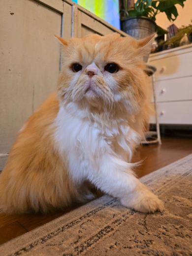 うんちを頑張っている猫の表情