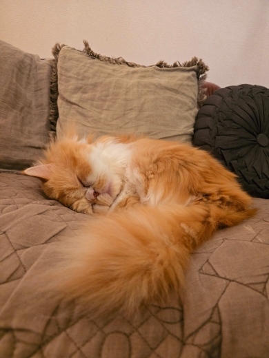 うんちを頑張っている猫の表情